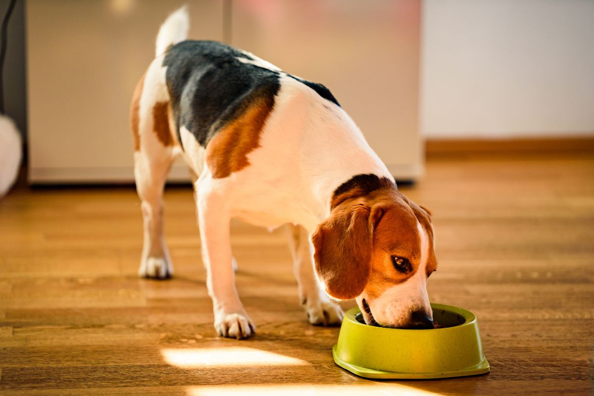 Feed Your dog Healthy Food