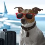 Traveling with Furry Friends