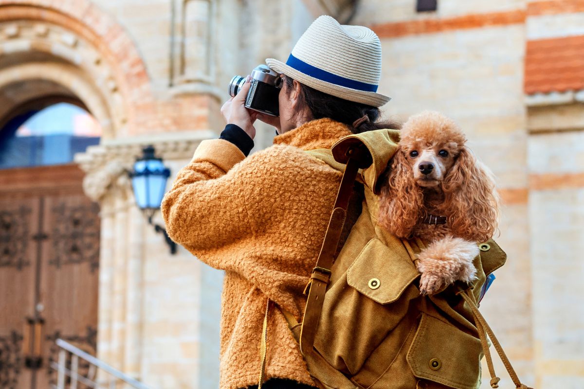 Traveling To The US With Your Furry Friend – A Detailed Guide