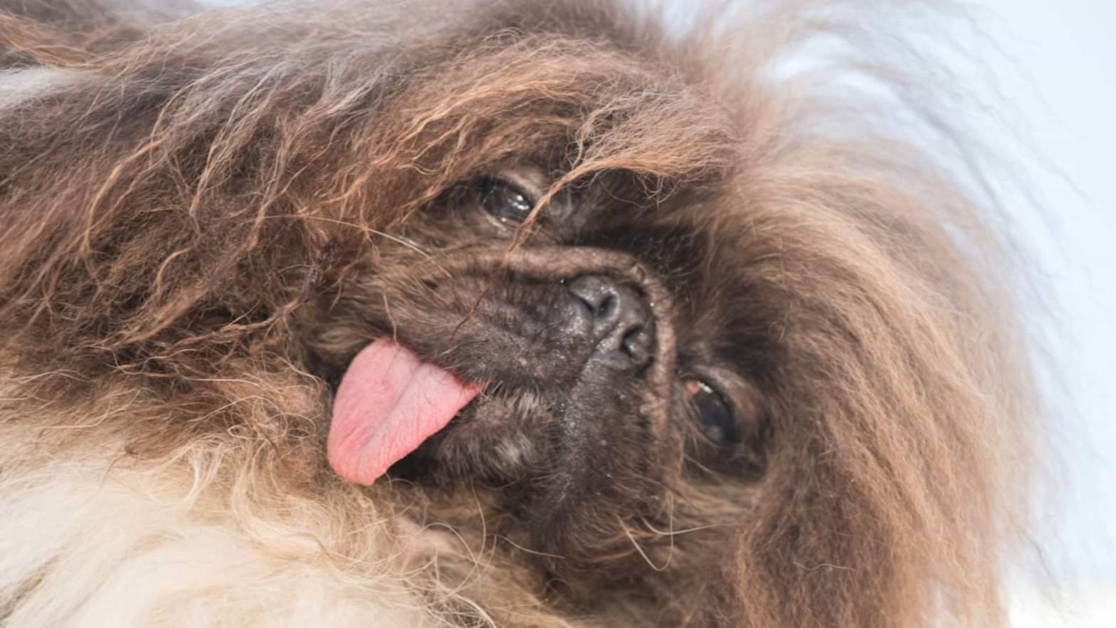 Wild Thang Crowned  World Ugliest Dog Contest: A Journey to the Top