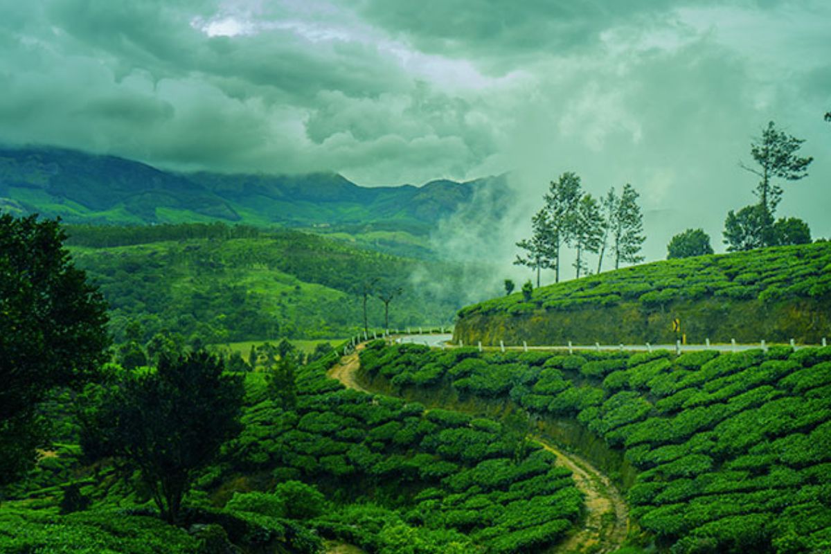 Munnar, Kerala