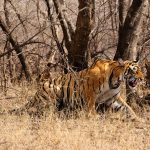 Top Wildlife Reserves in North India