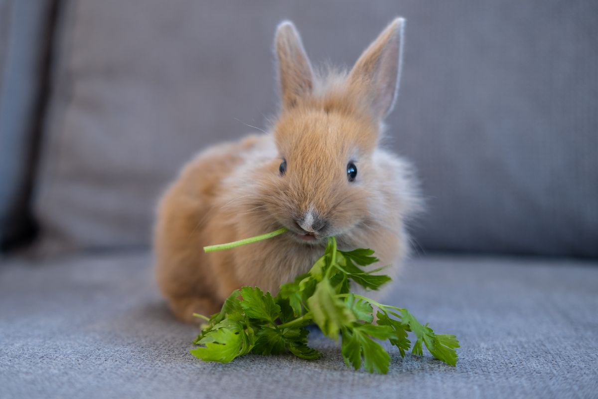 can rabbits eat parsley